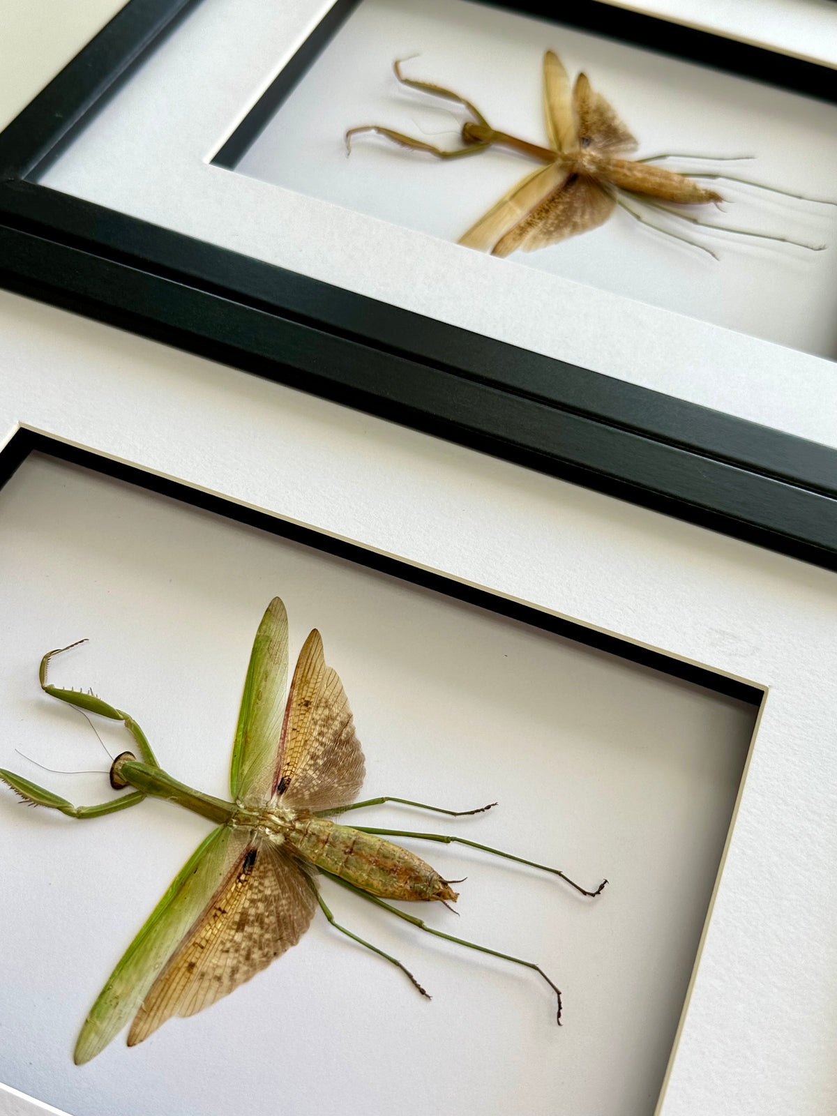 XL Asian Mantis sp in a larger frame