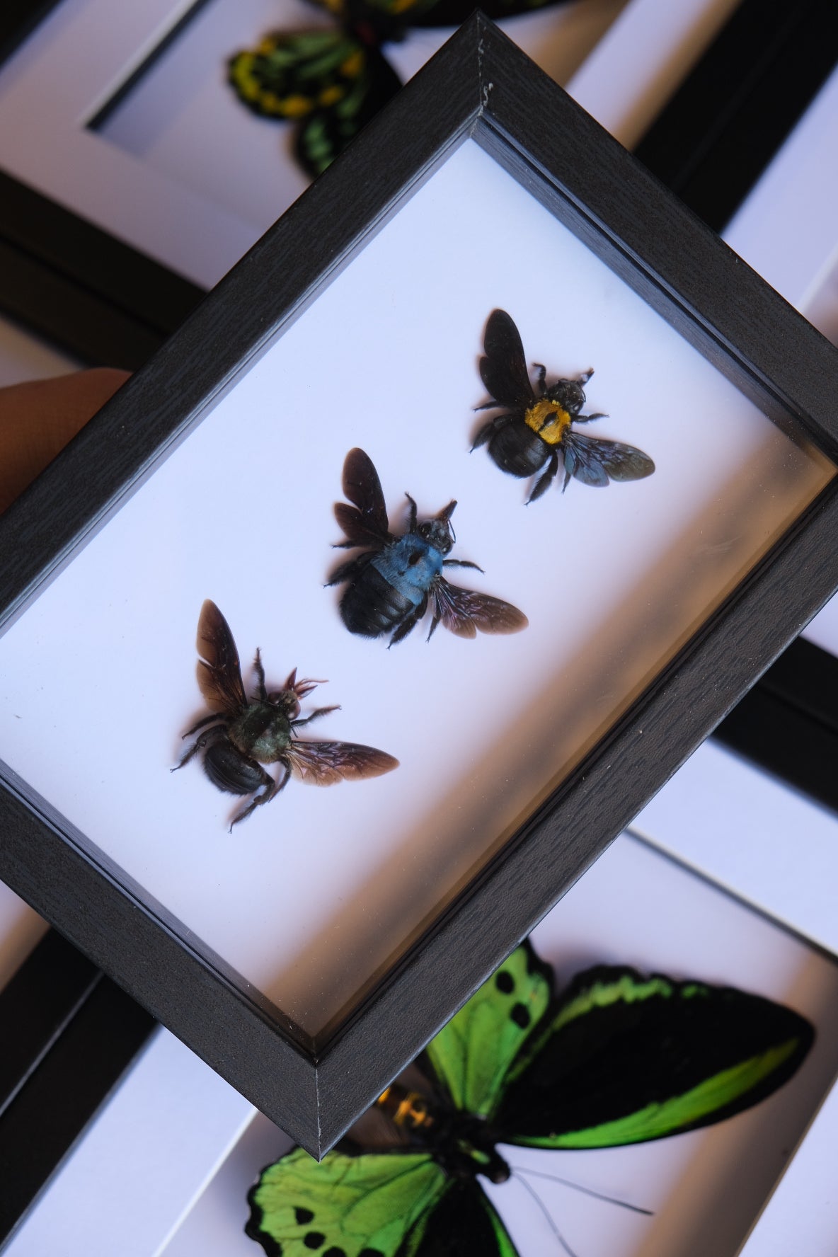 Carpenter Bee Trio / Xylocopa Caerulea & Xylocopa Confusa in a frame #2