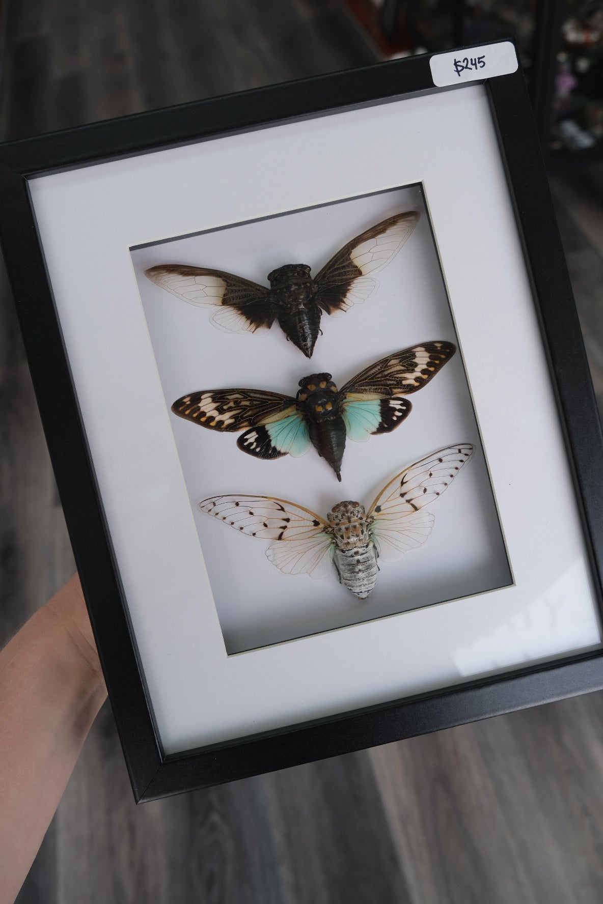 Winter Cicada Trio Frame