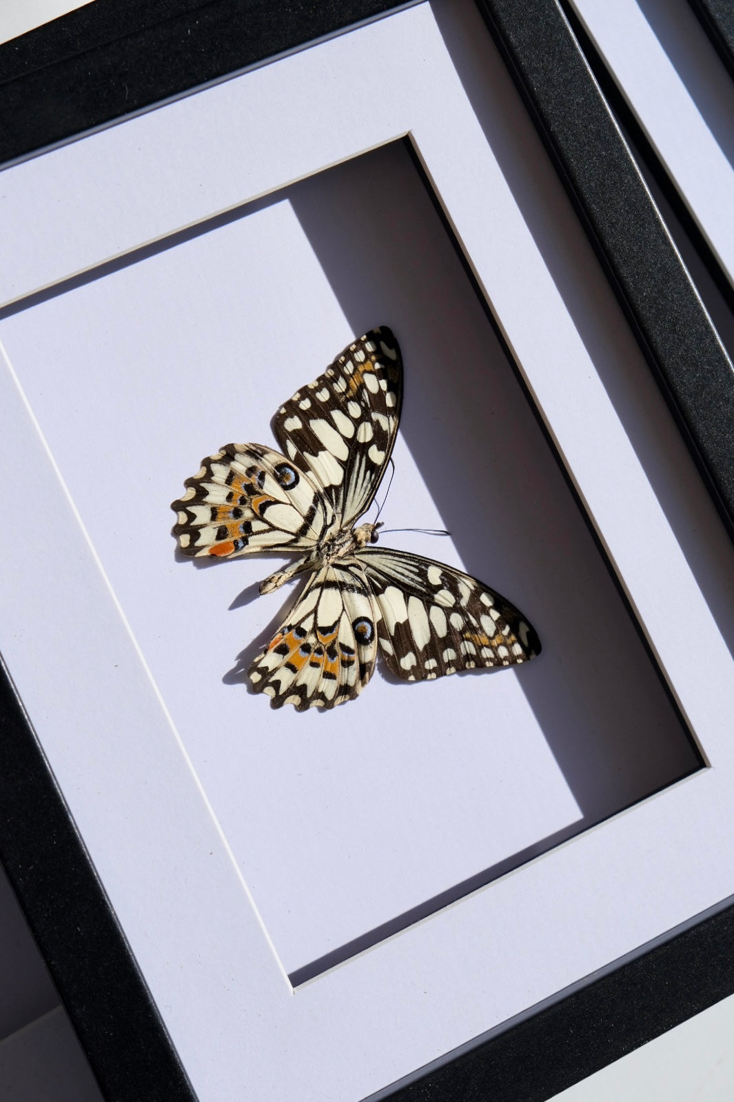 Citrus Swallowtail / Papilio Demodocus in a frame