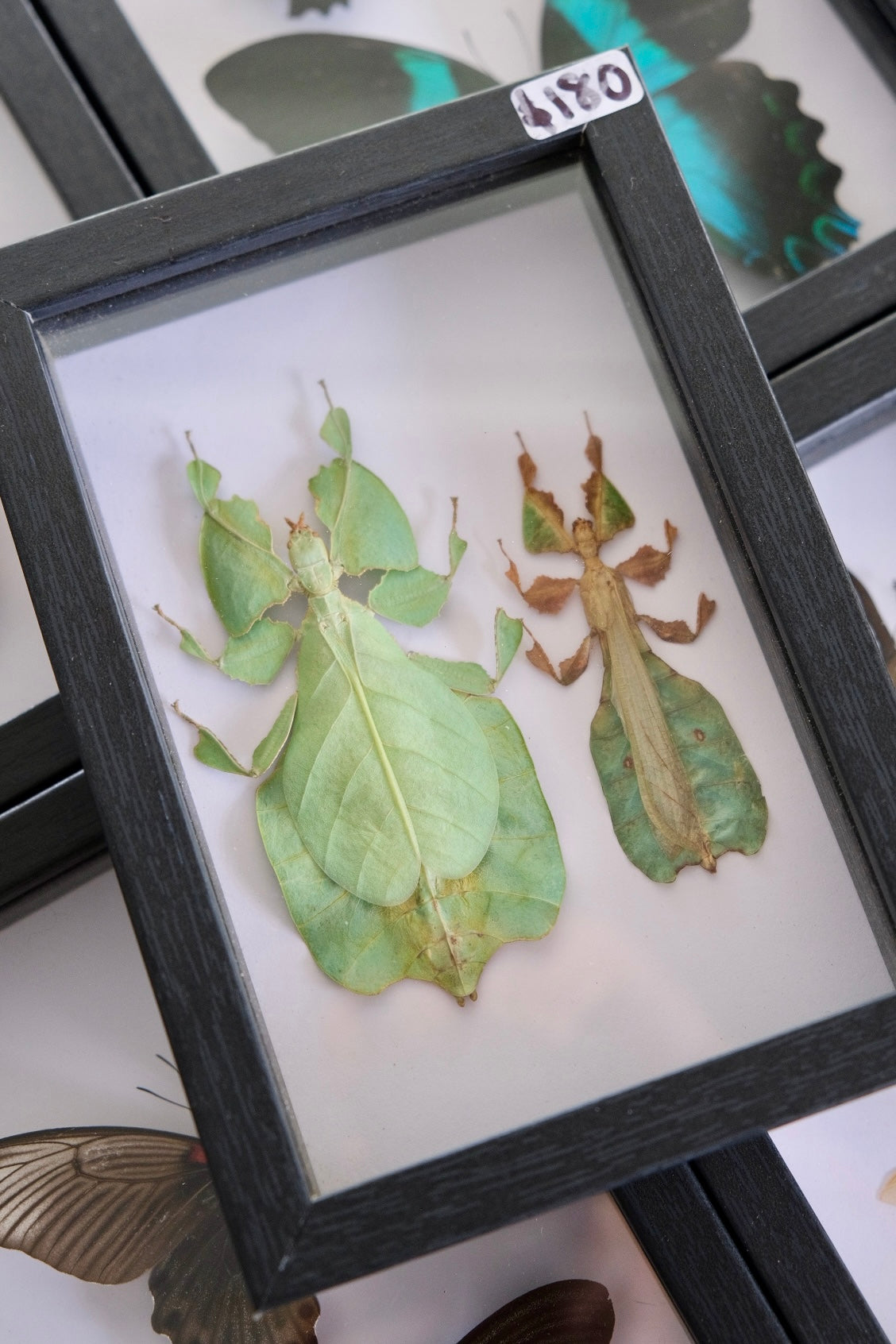 Leaf Insect Duo / Pulchriphyllium Pulchrifolium in a frame | Female & Male