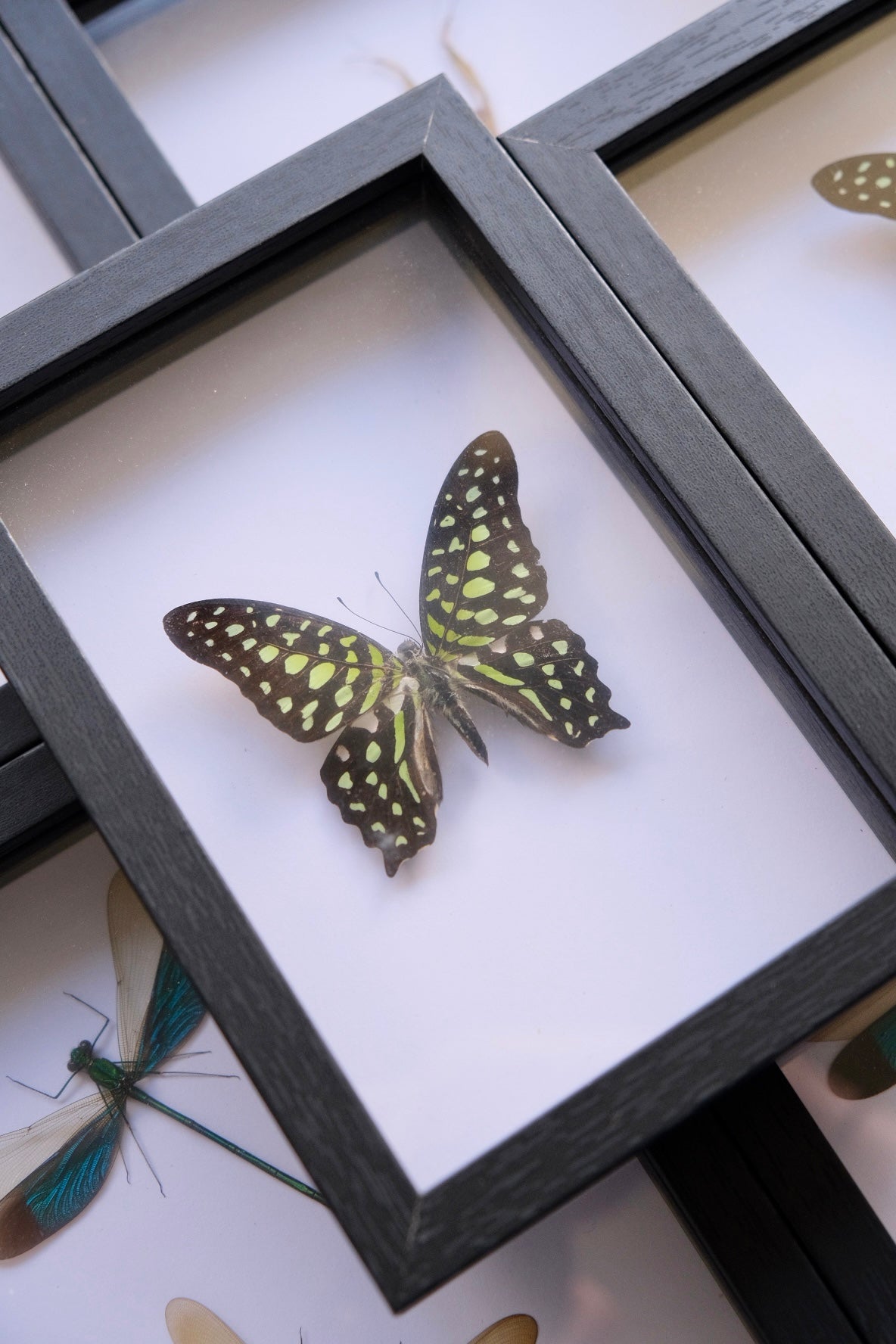 Tailed Jay Butterfly / Graphium Agamemnon in a frame