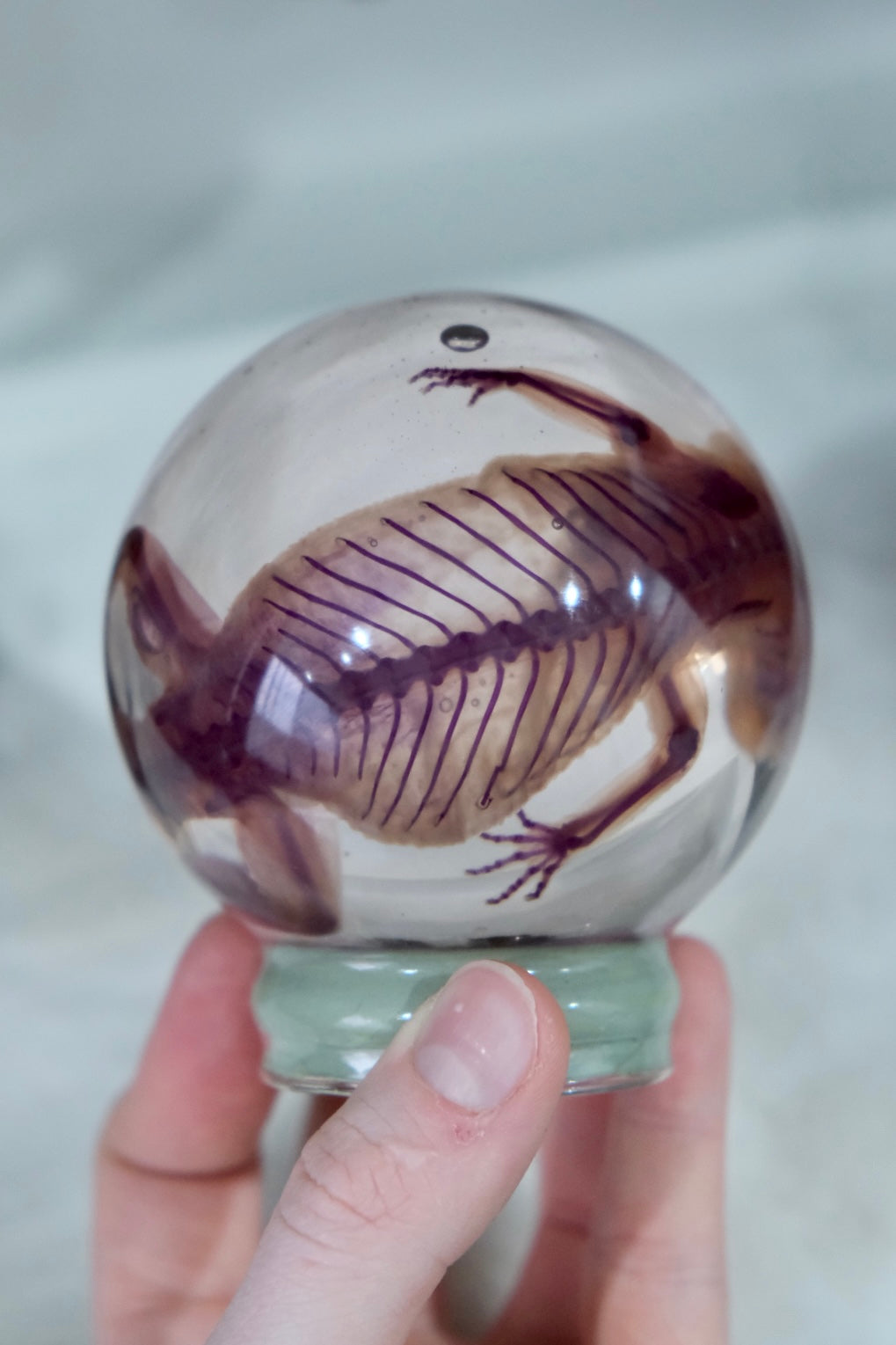 Diaphonised Leopard Gecko Globe | Dropped Tail