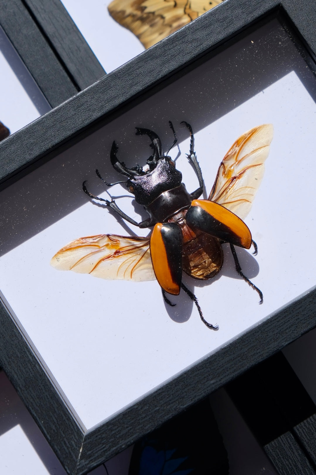Giant Stag Beetle / Odontolabis Wollastoni in a frame | Spread