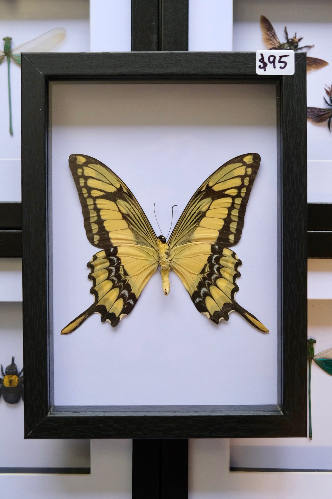 King Swallowtail / Papilio Thoas in a frame