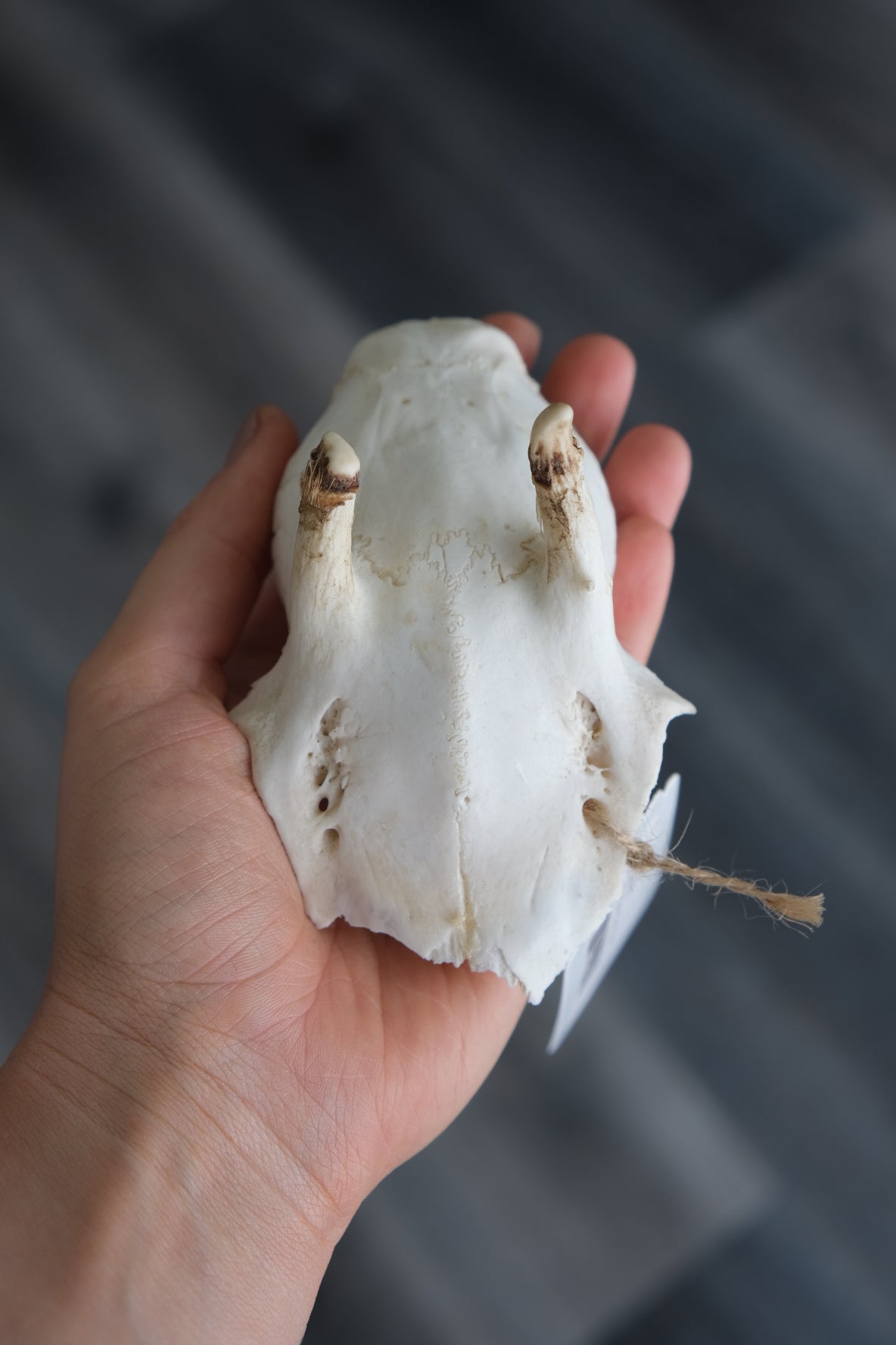 Roe Deer Skull Cap