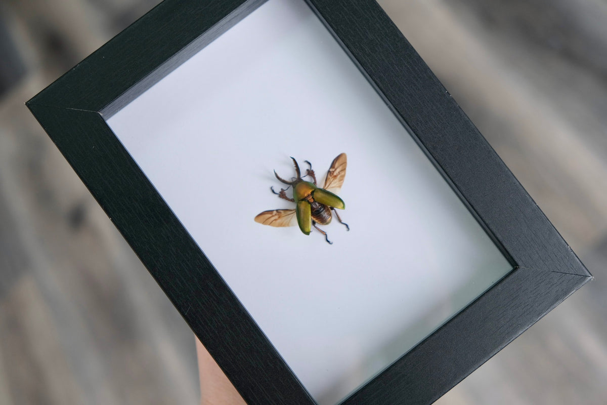 Saw-Tooth Stag Beetle / Lamprima Adolphinae in a frame | Spread