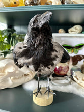 Load image into Gallery viewer, “Zazu” Taxidermy Hooded Crow
