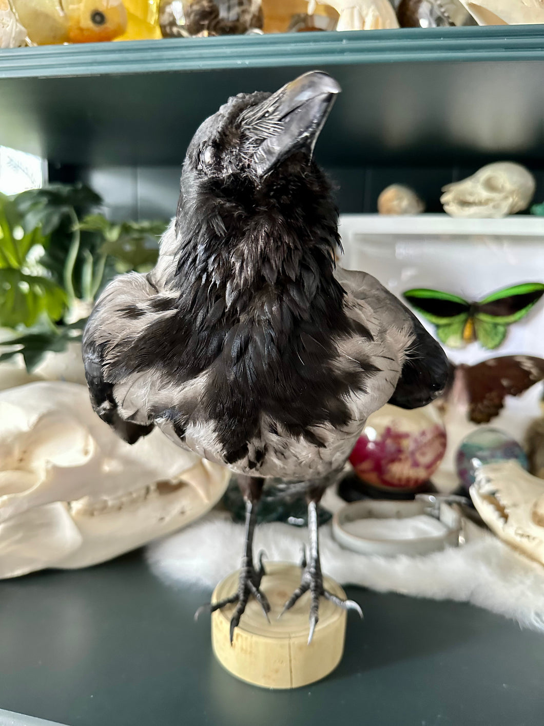 “Zazu” Taxidermy Hooded Crow