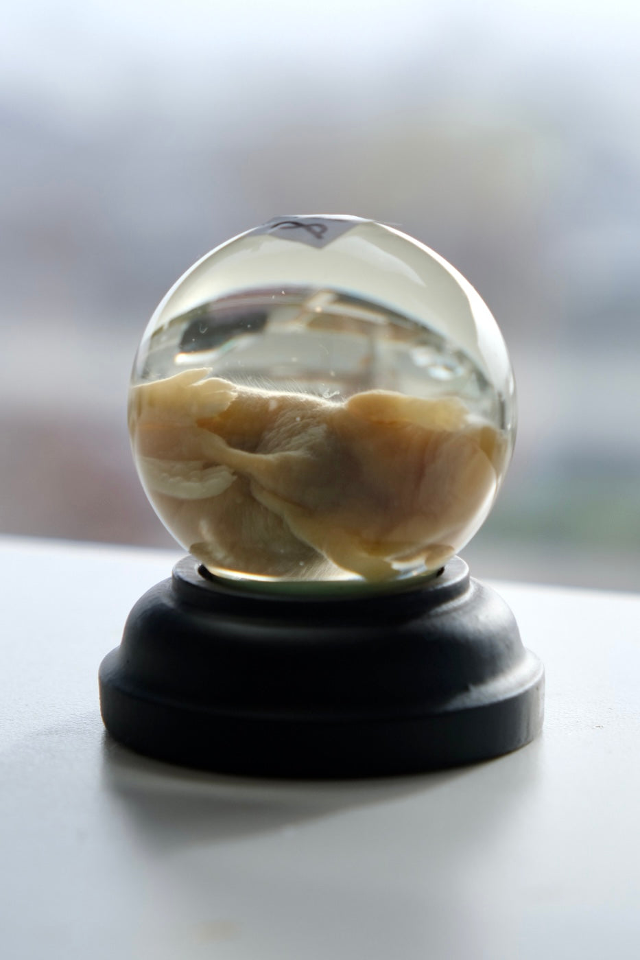 Wet Specimen Mini Globe + Black Base | Pinkie Mouse