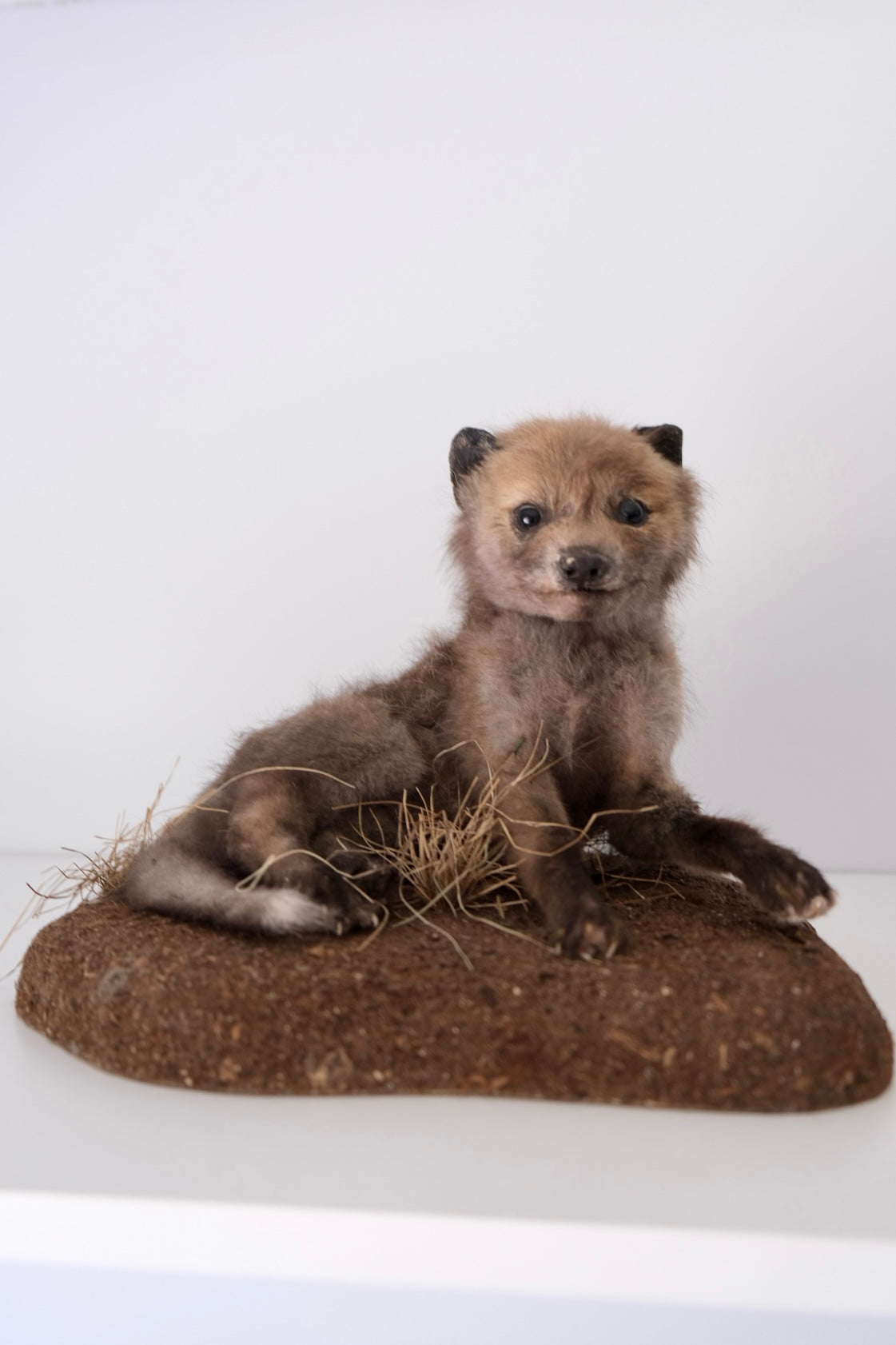 "Scout" Taxidermy Fox Kit