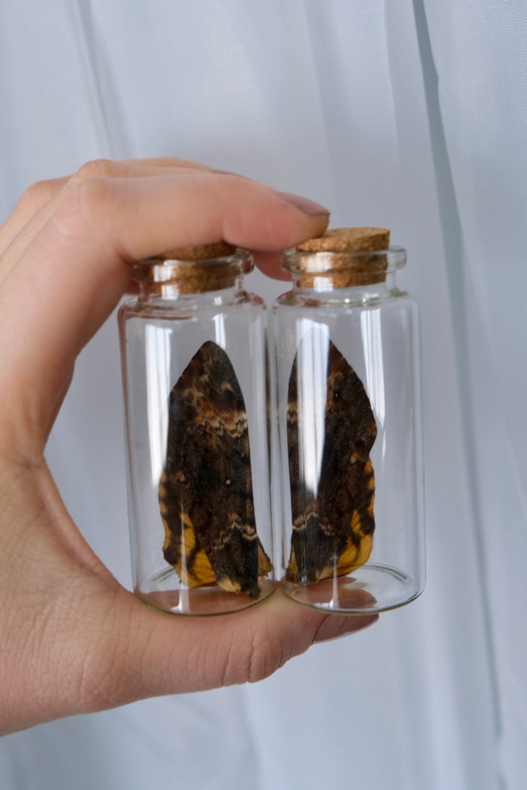 Death Head Hawkmoth Wing Jar