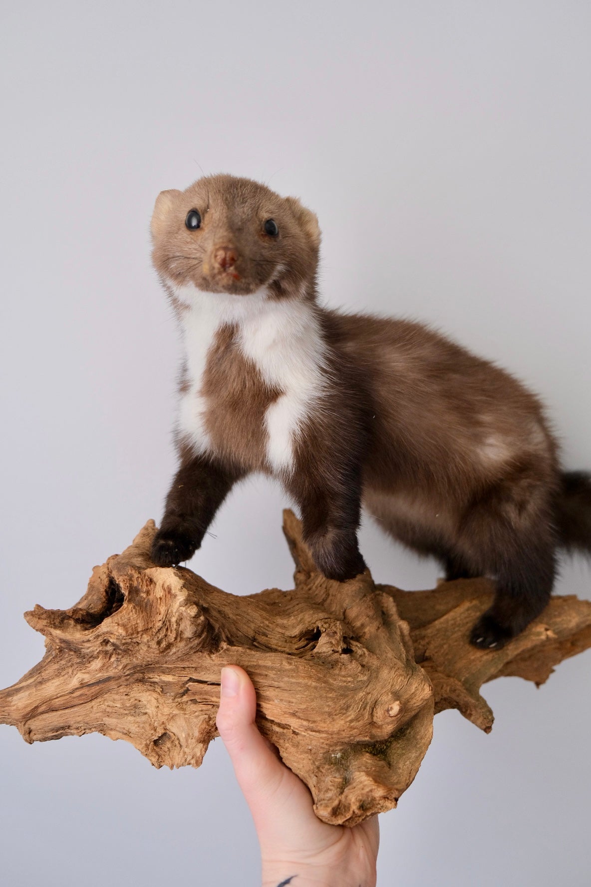 "Ricky" Taxidermy Marten | Express Shipping Unavailable