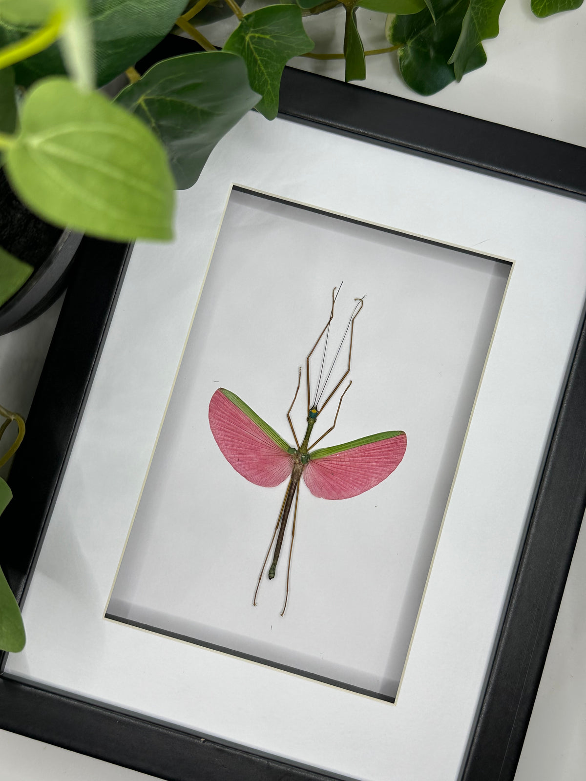 Pink Winged Stick Insect / Marmessoidea Rosea in a frame #2