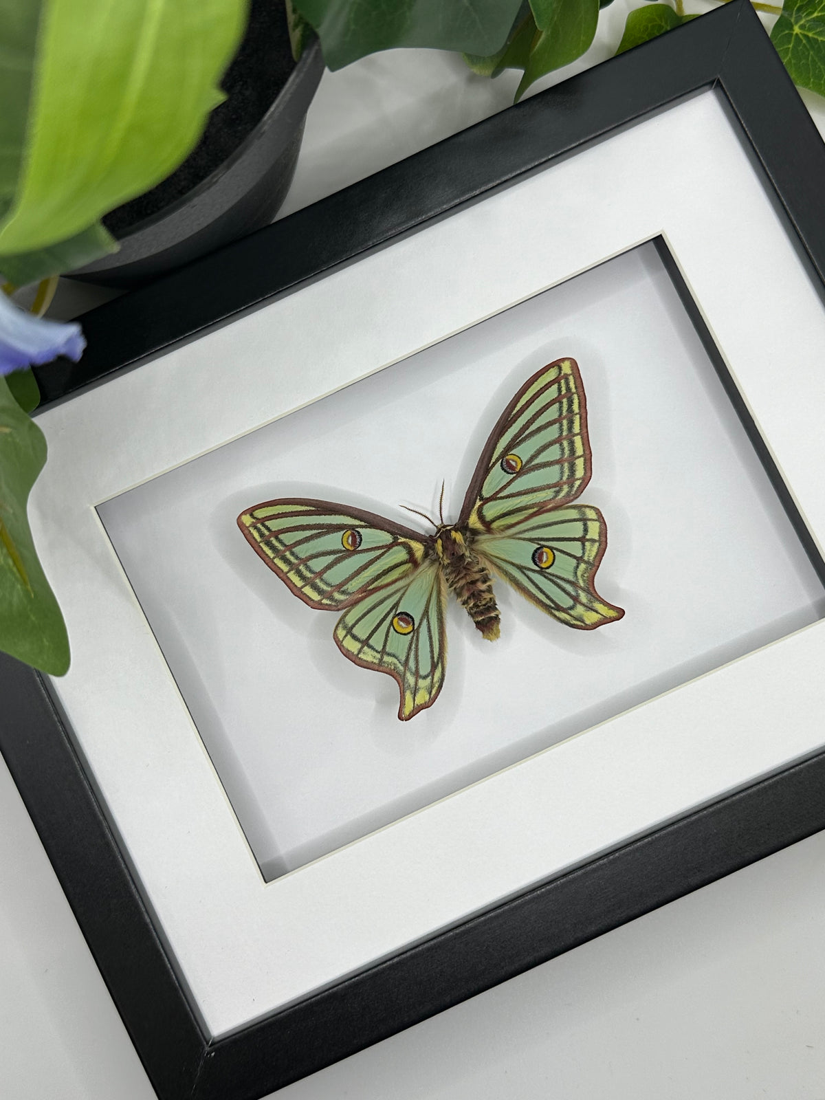 Spanish Moon Moth / Graellsia Isabellae in a frame | Female