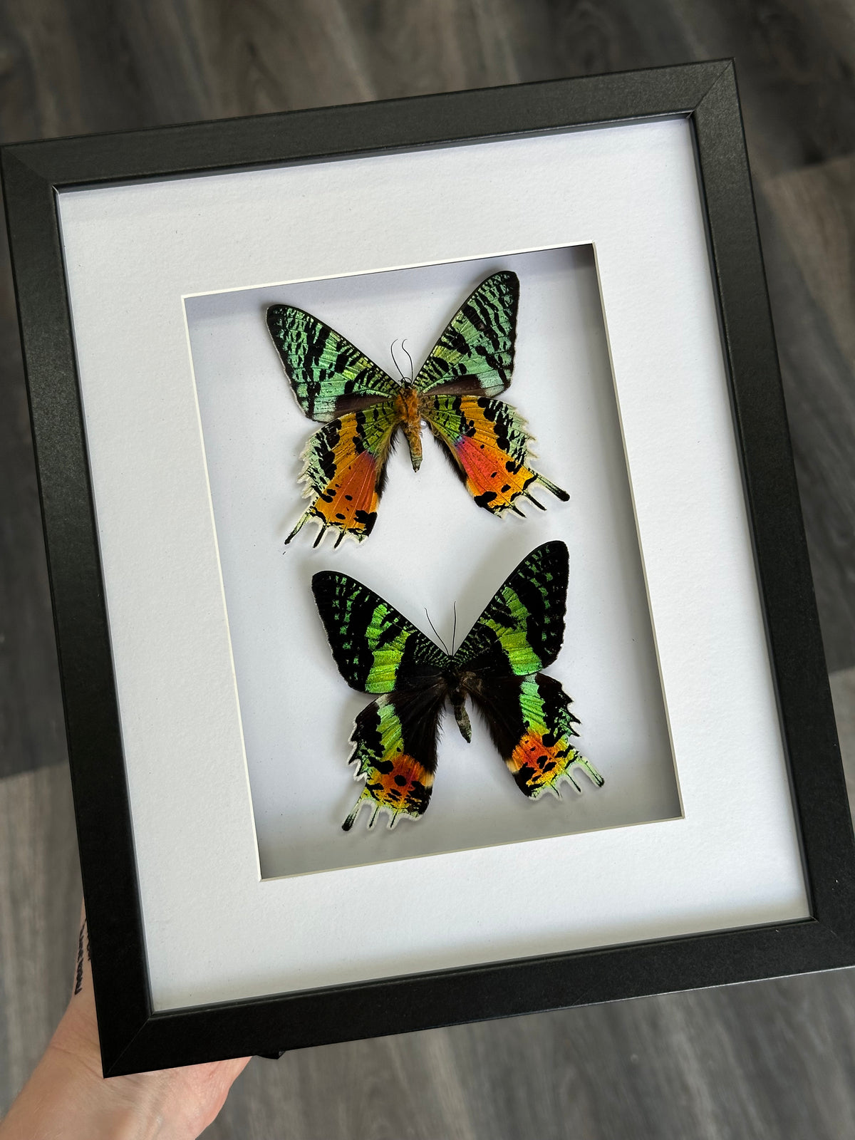 Madagascan Sunset Moth Duo in a larger frame