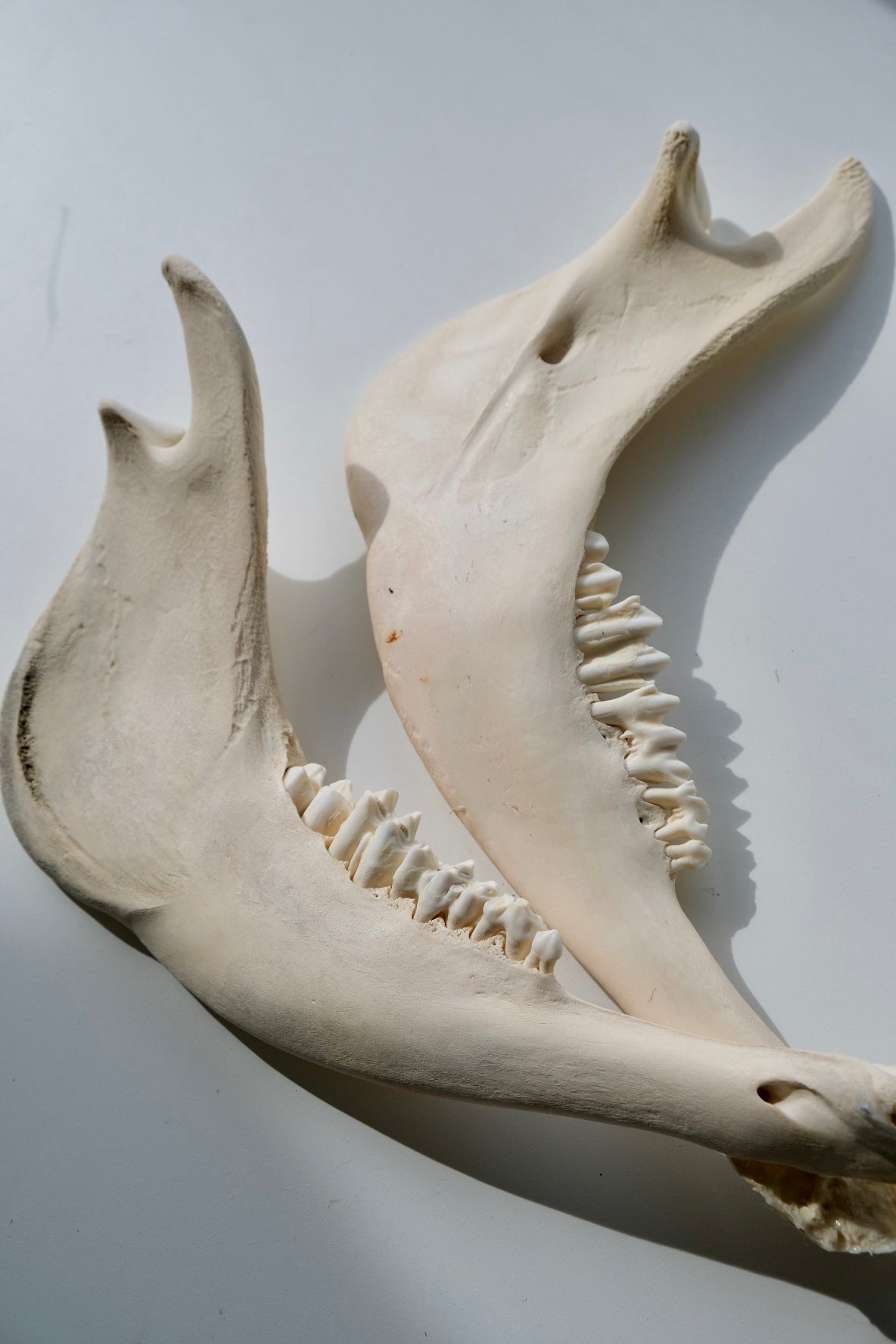 Cow Jaw Bone (Half) - Not A Complete Jaw