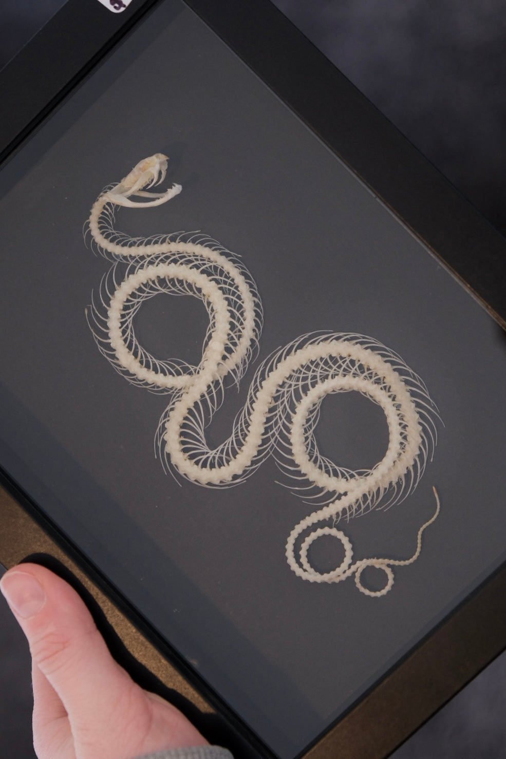 Snake Skeleton / White-Lipped Pit Viper (Trimeresurus Albolabris) in a frame