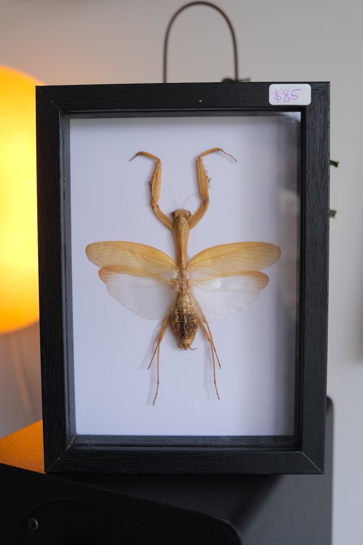 Giant Asian Mantis / Hierodula Membranacea in a frame | Female