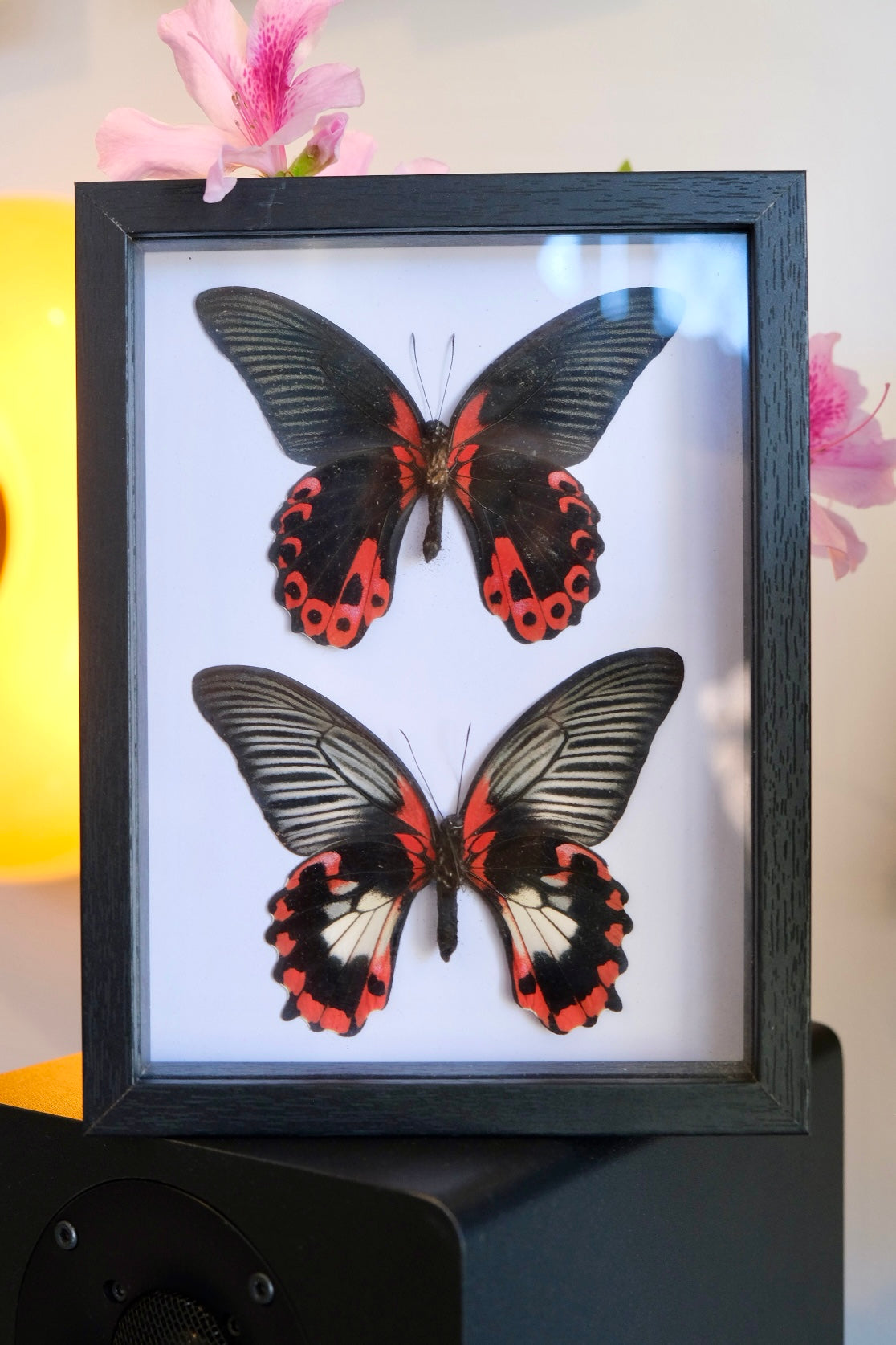 Duo Scarlet Mormon / Papilio Rumanzovia in a frame (Male & Female)