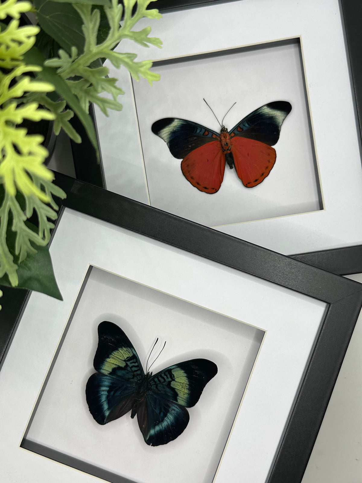 Red Flasher Butterfly / Panacea Prola in a square frame