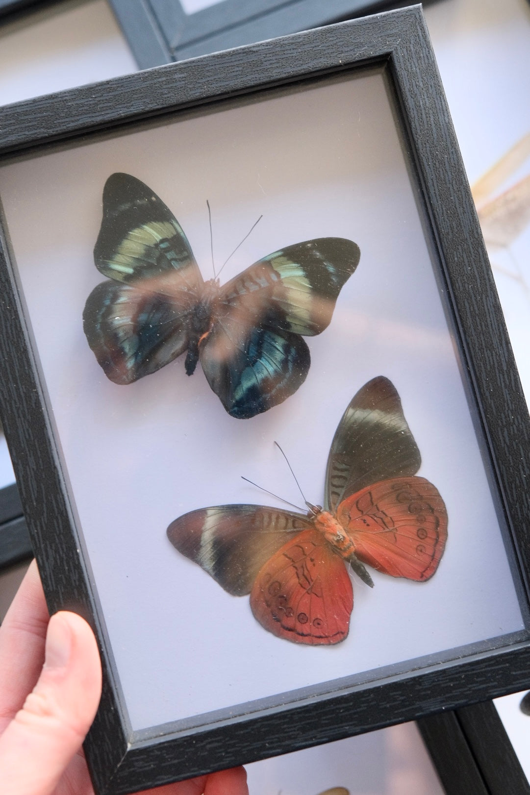 Red Flasher Butterfly Duo / Panacea Prola in a frame