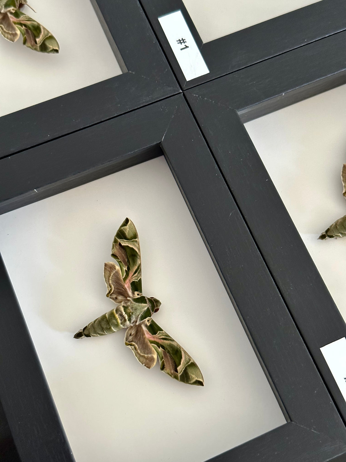 Oleander Hawk-moth / Daphnis Nerii in a frame
