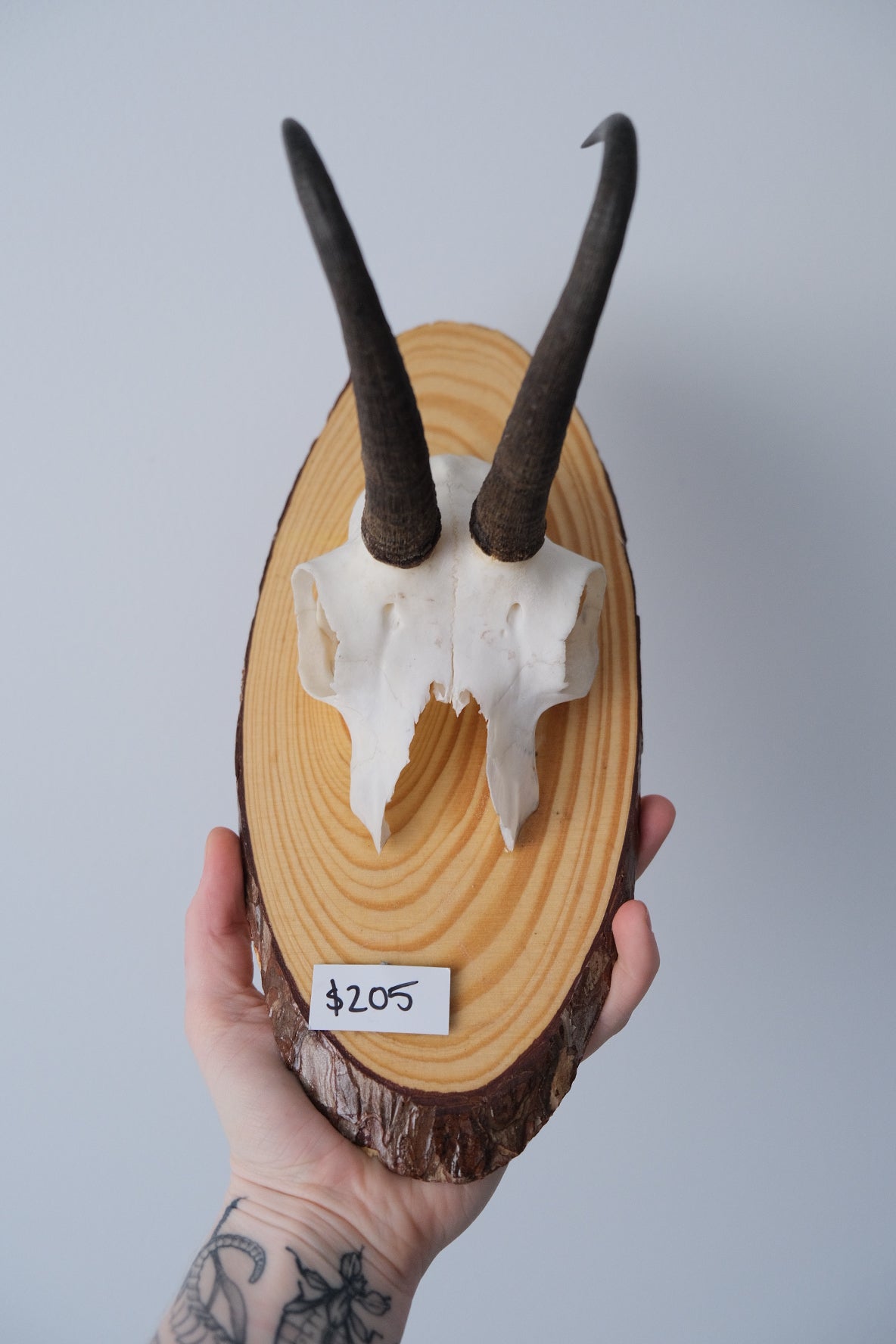 Chamois Antelope Skull Plate