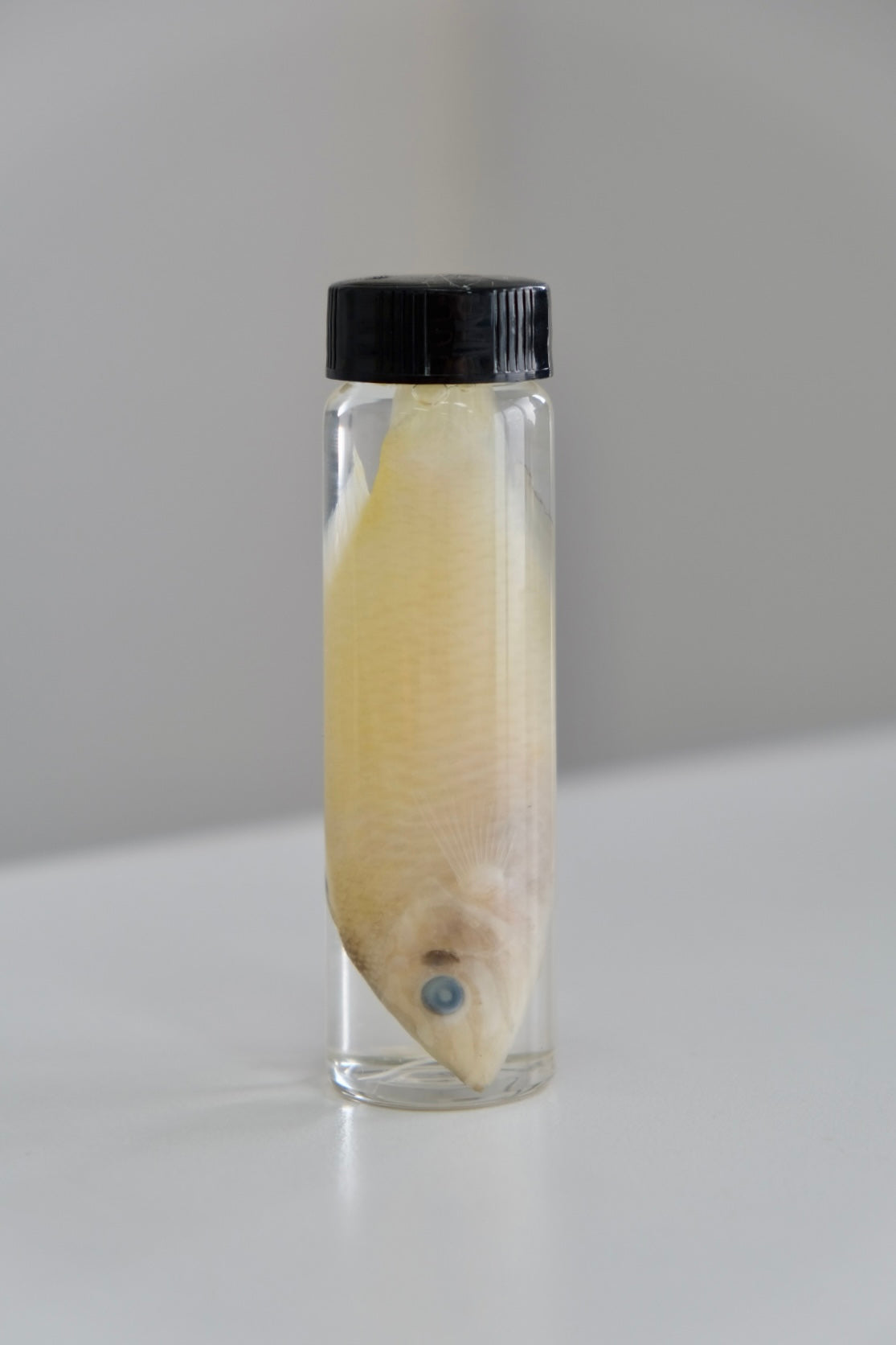 Wet Specimen Vial | Fish