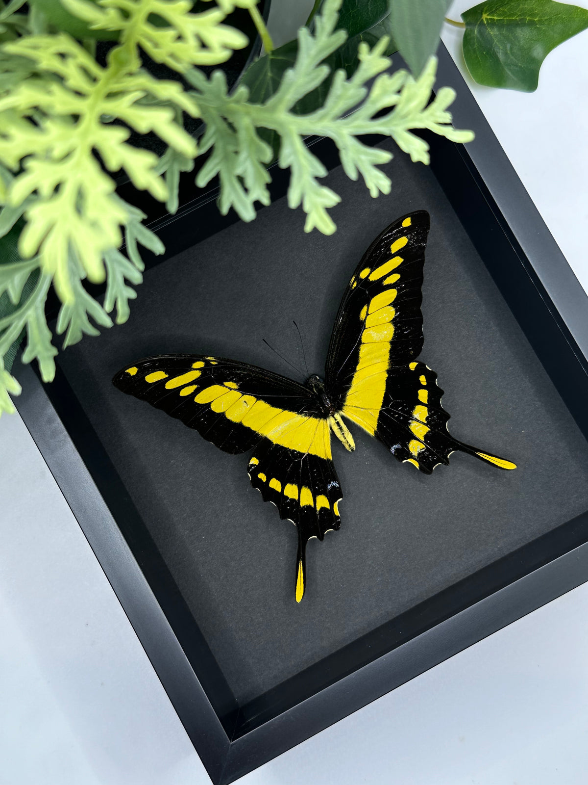 King Swallowtail / Papilio Thoas in a square frame