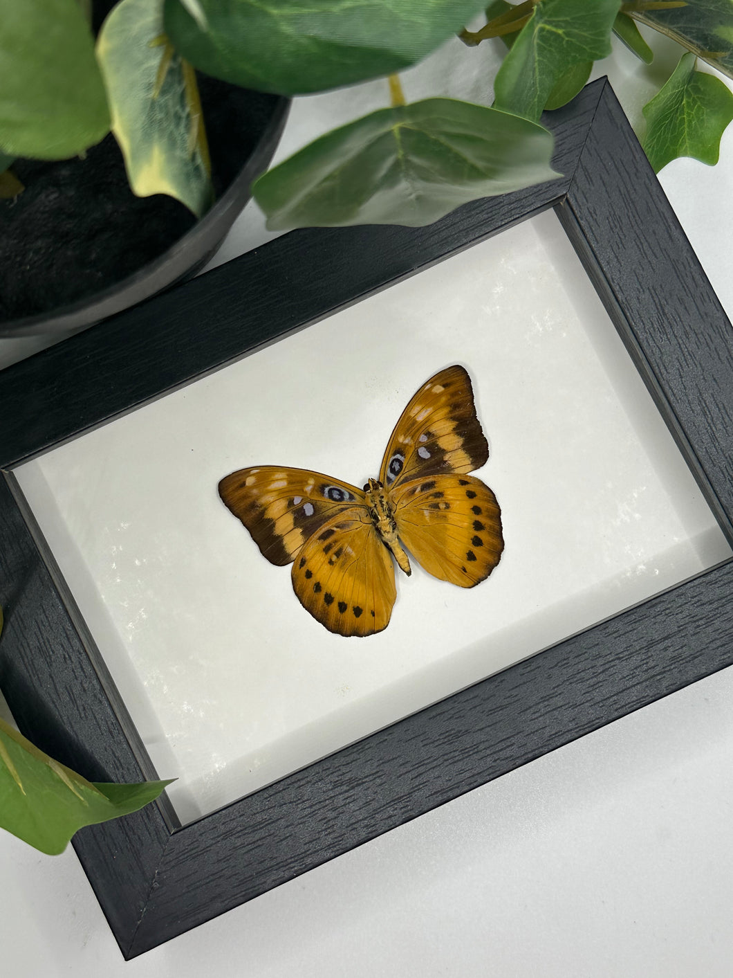 Lexias Aeropus Butterfly in a frame | Missing antennae