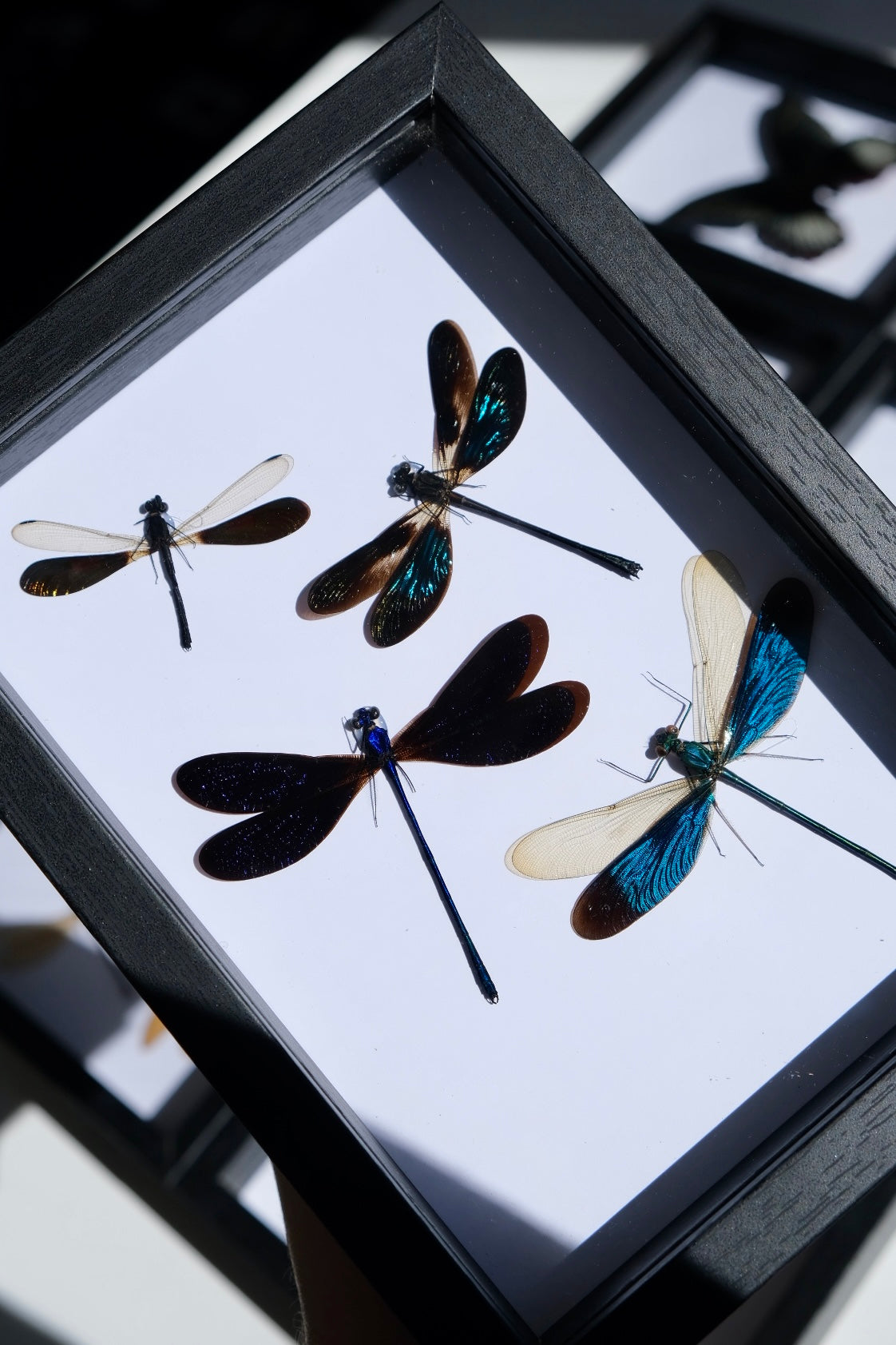 Damselfly Quad / Neurobasis Chinensis, Vestalis Luctuosa, Euphaea Refulgens & Rhinocypha Anisoptera in a frame