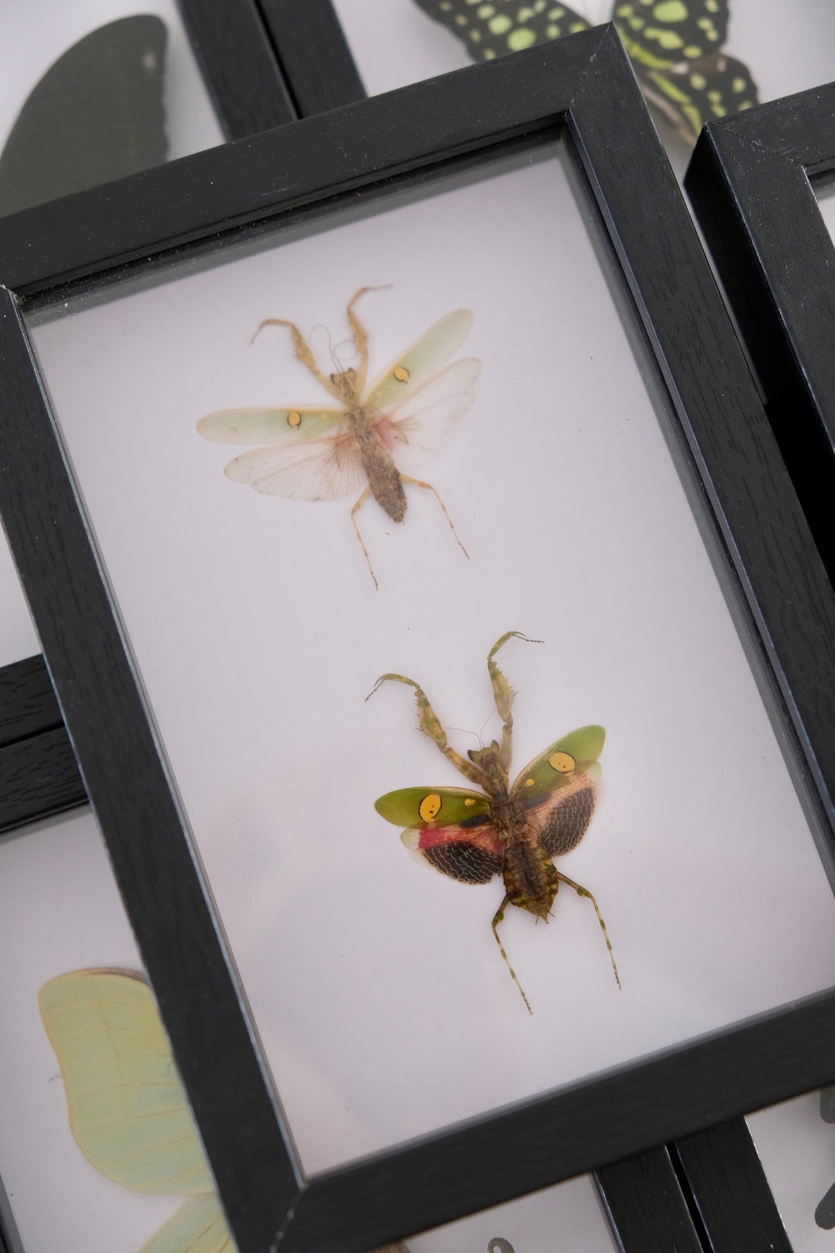 Flower Mantis Duo / Creobroter Gemmatus in a frame | Male & Female