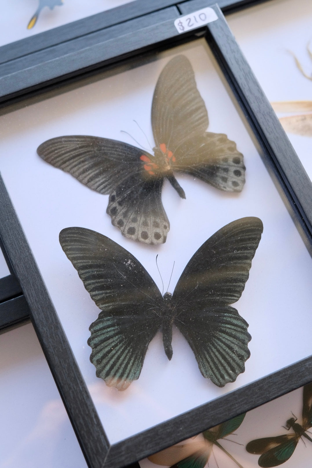 Papilio Memnon Butterfly Duo Frame