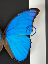 Load image into Gallery viewer, Blue Morpho Butterfly in a frame (A-)
