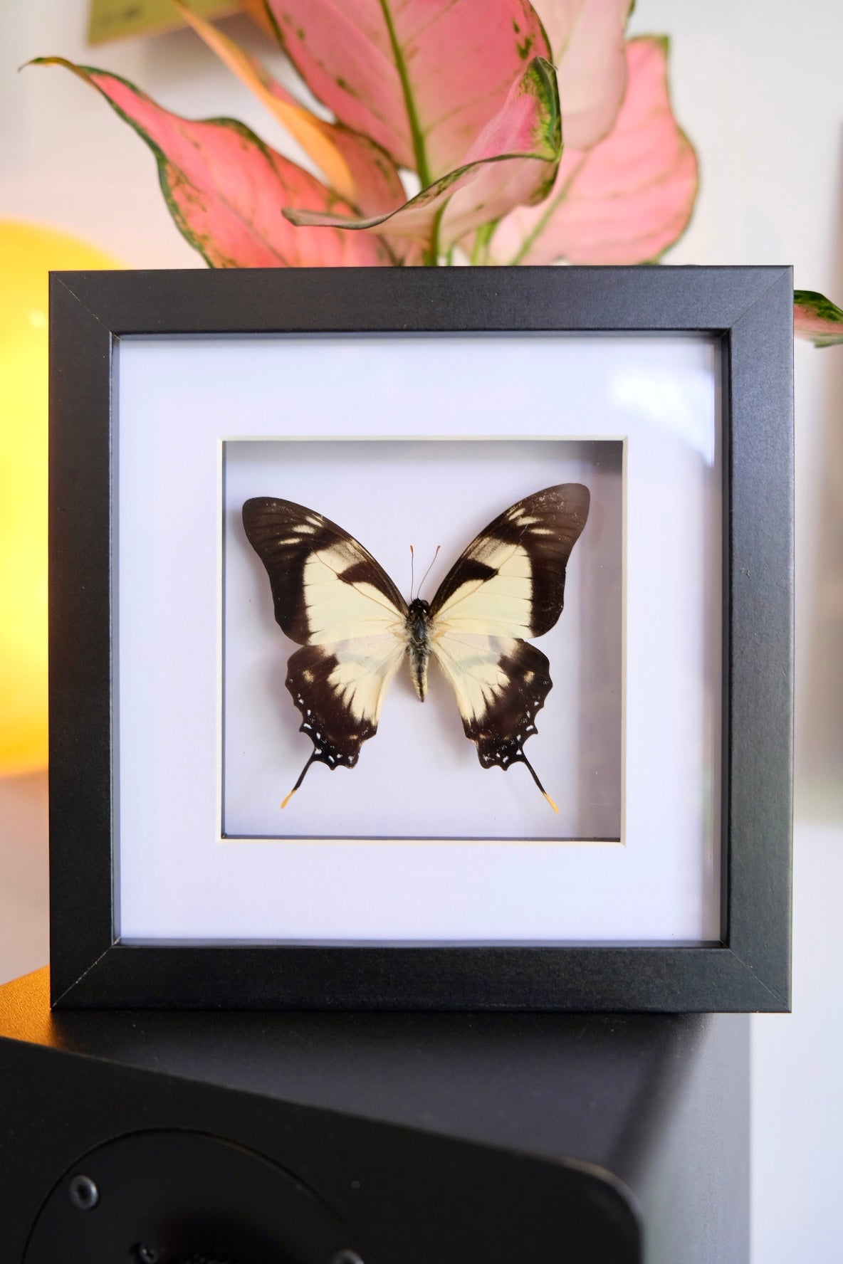 Eurytides Dolicaon Butterfly in a square frame #2