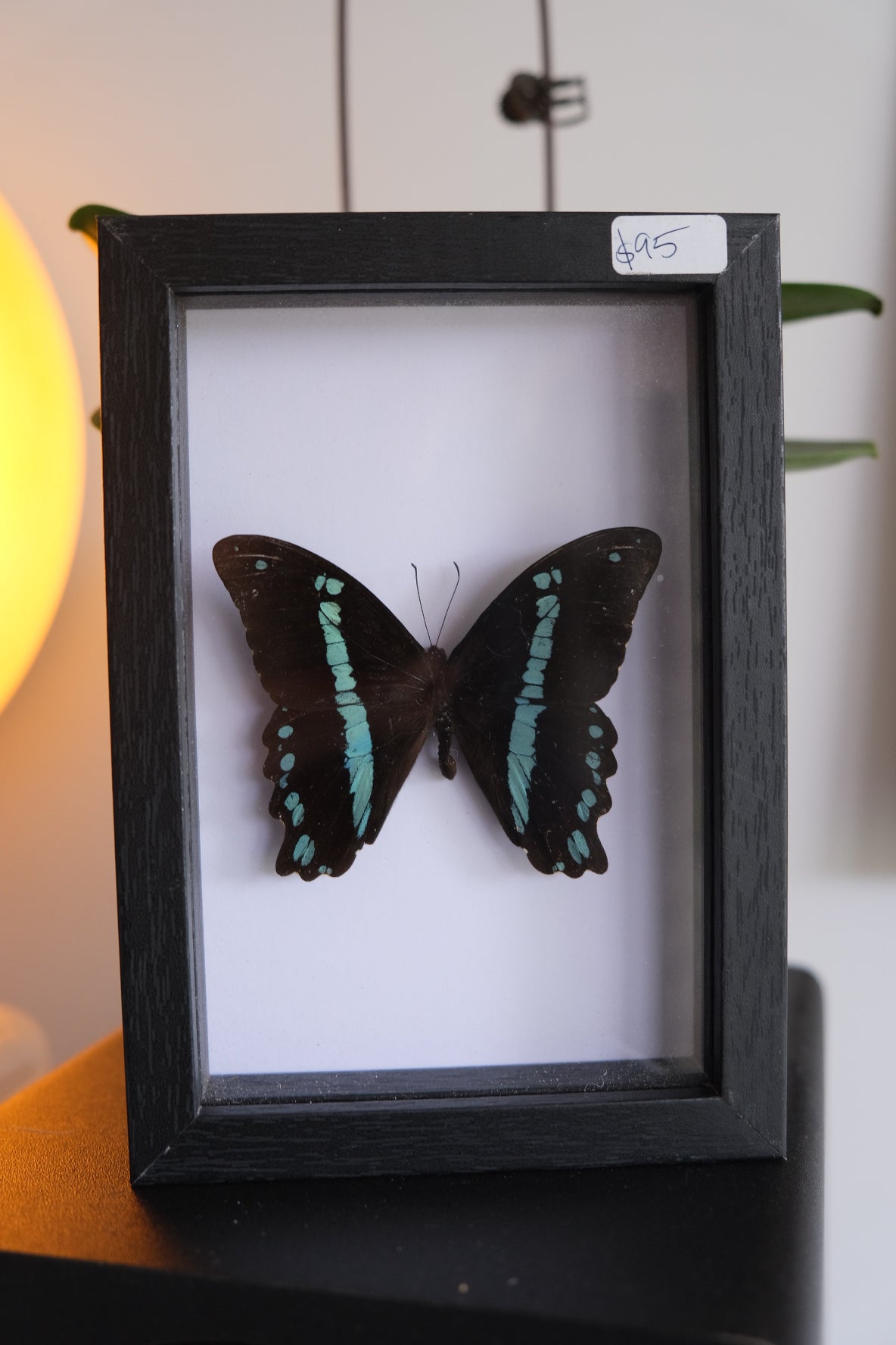Green Banded Swallowtail / Papilio Nireus in a frame