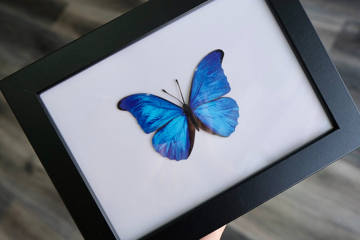 Morpho Butterfly | VEGAN Replica Paper Specimen *NOT REAL*