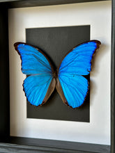 Load image into Gallery viewer, Blue Morpho Butterfly in a frame (A-)
