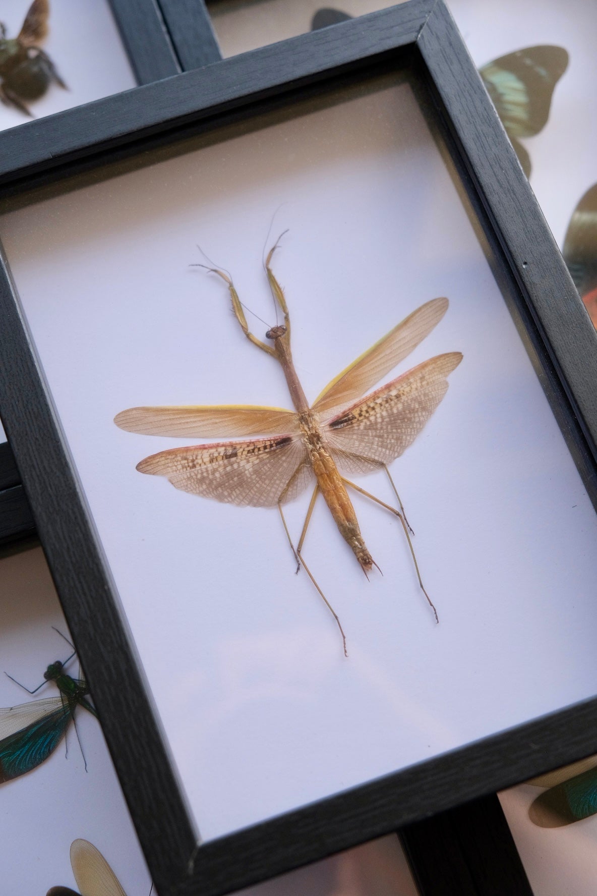 Asian Mantis sp. / Tenodera Aridifolia in a frame