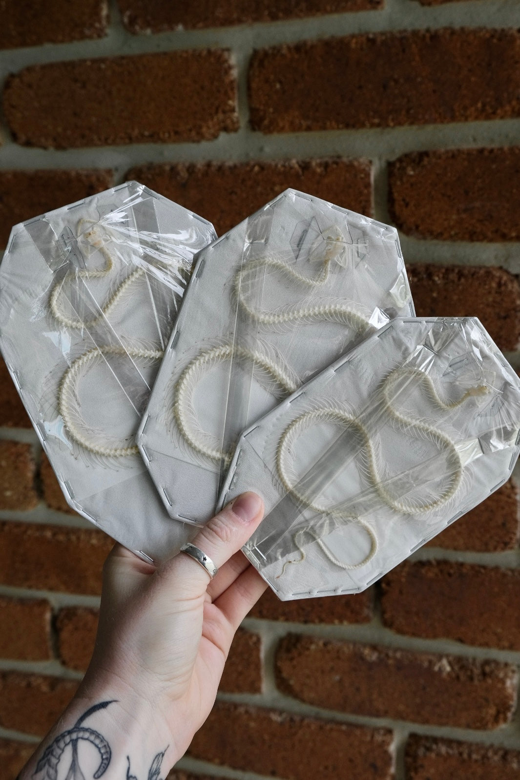 Snake Skeleton / White-Lipped Pit Viper (Trimeresurus Albolabris)