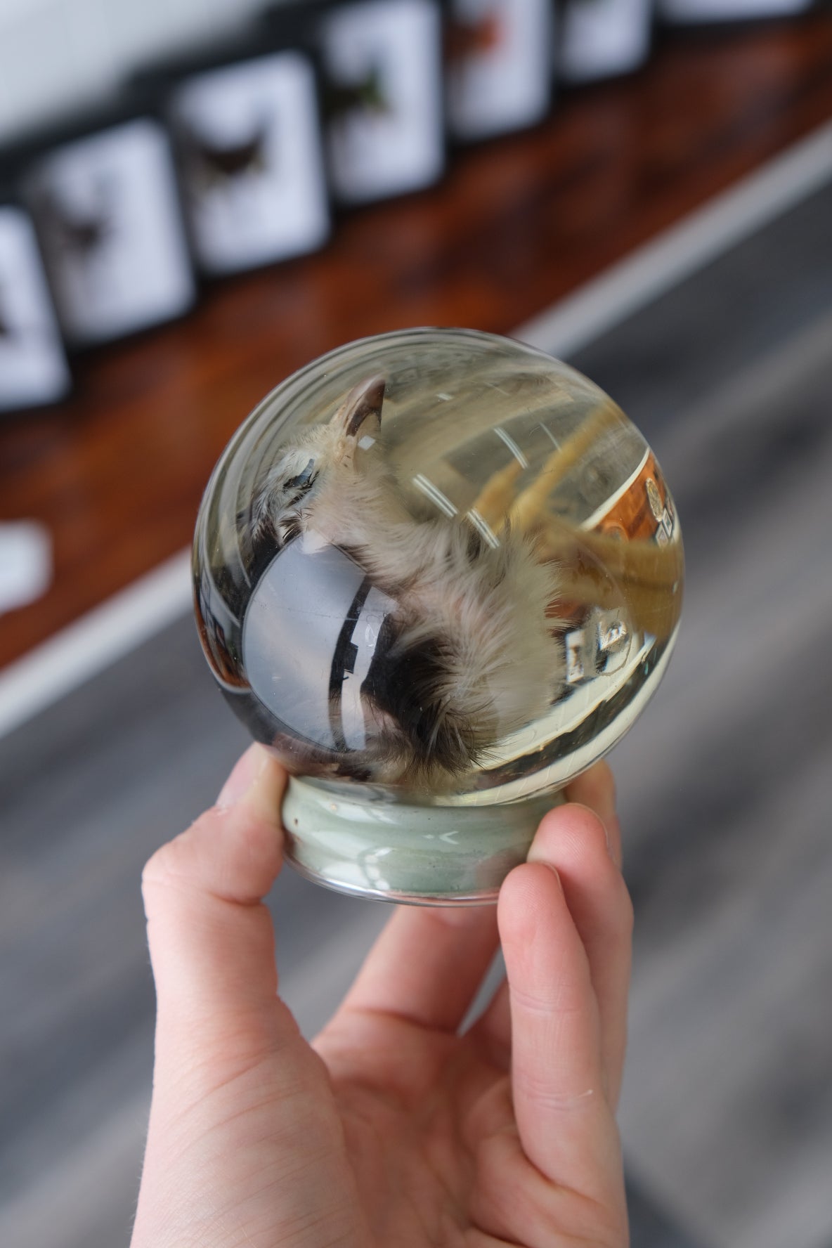 Wet Specimen Globe | Chick