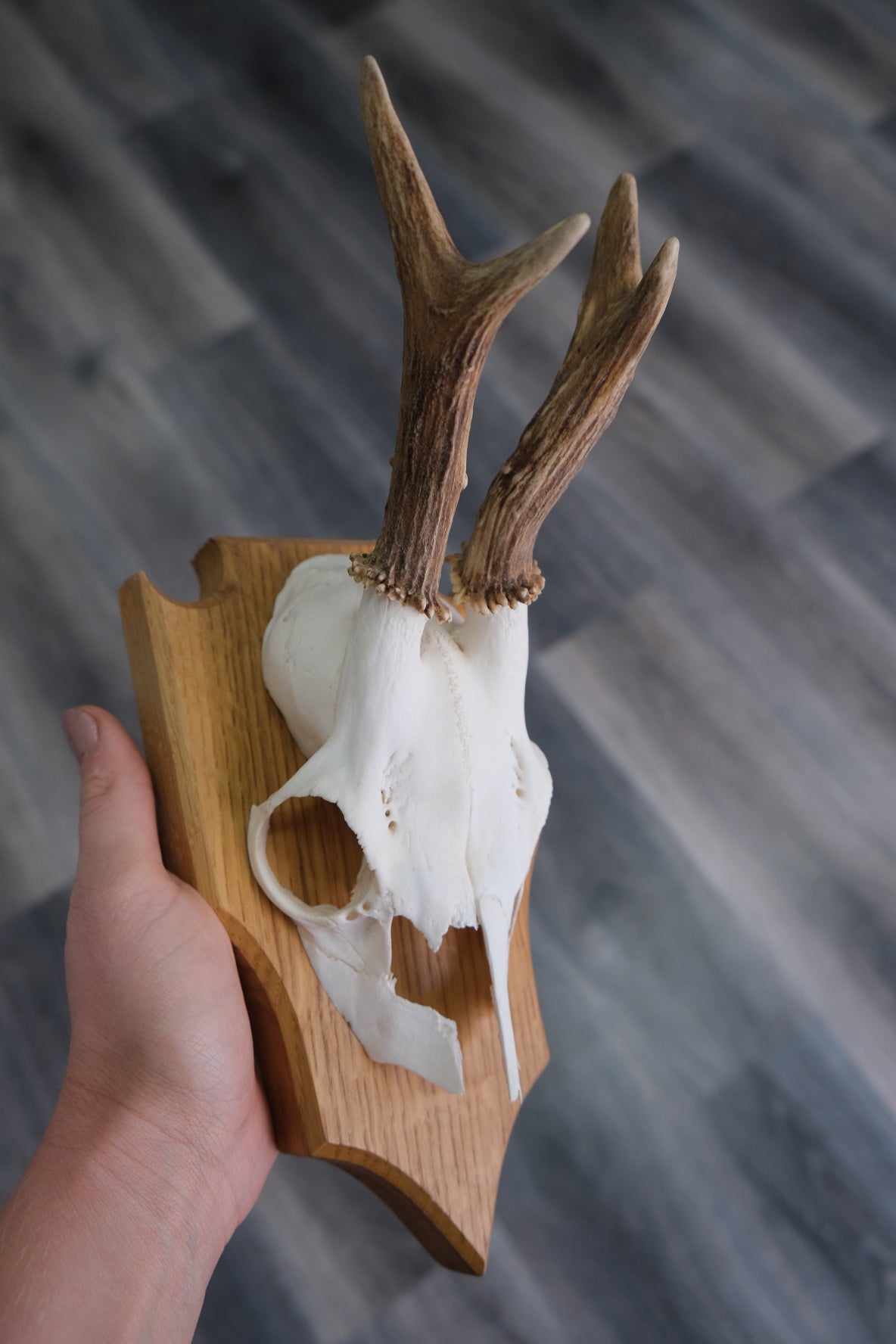 Roe Deer Skull Shield