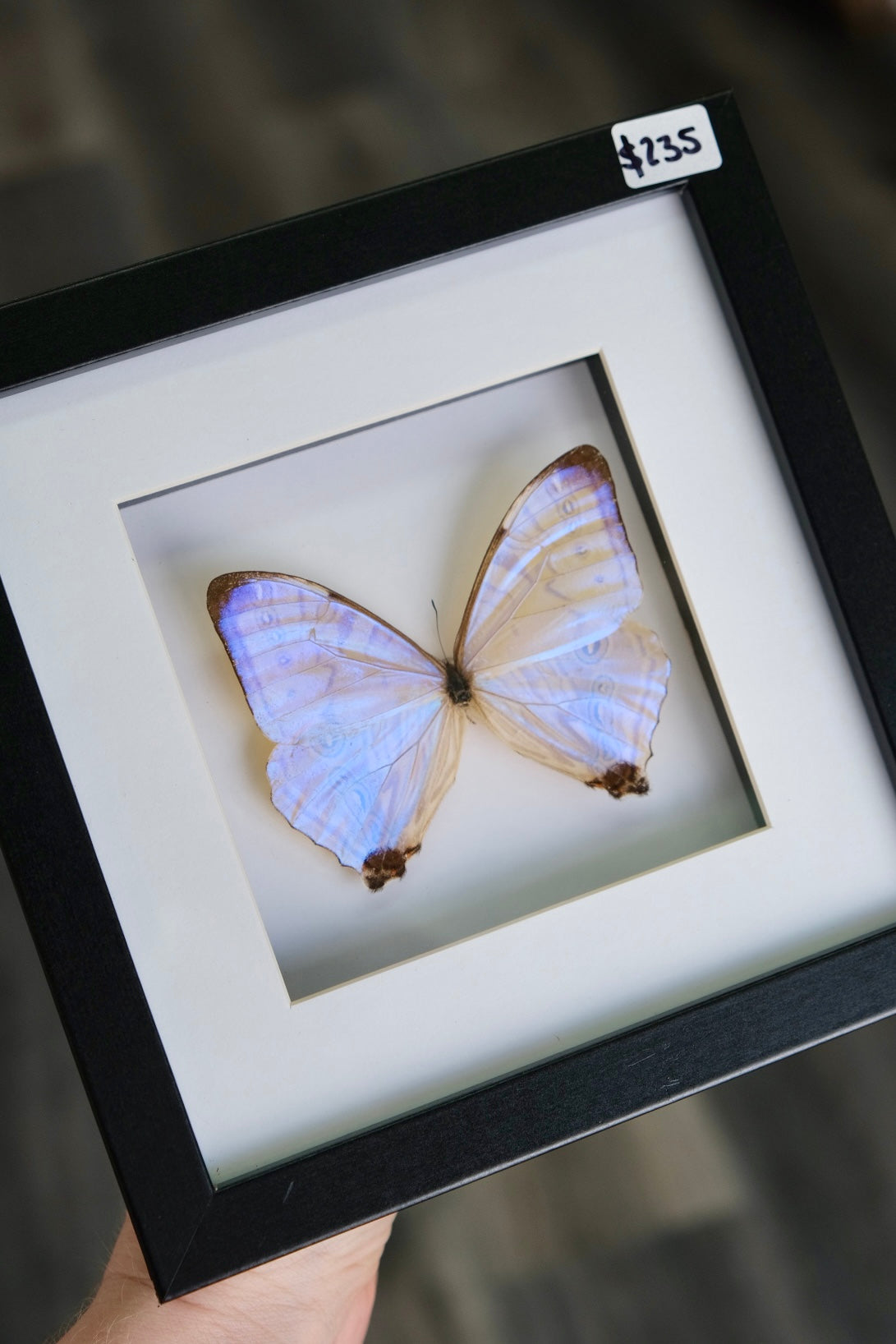 Morpho Sulkowskyi Butterfly in a square frame | Missing antenna