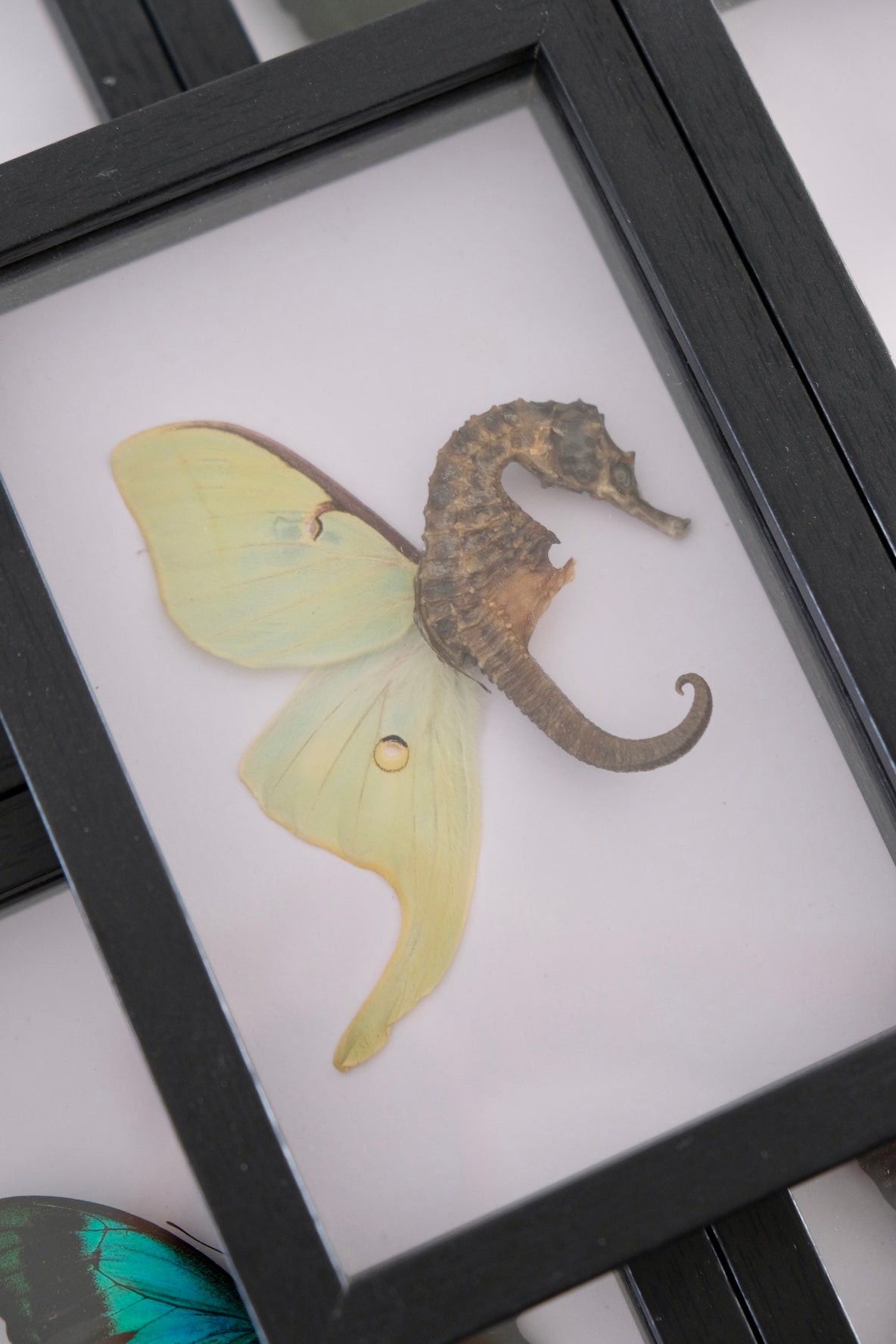 Dried 'Fairy' Seahorse in a frame | Luna Moth