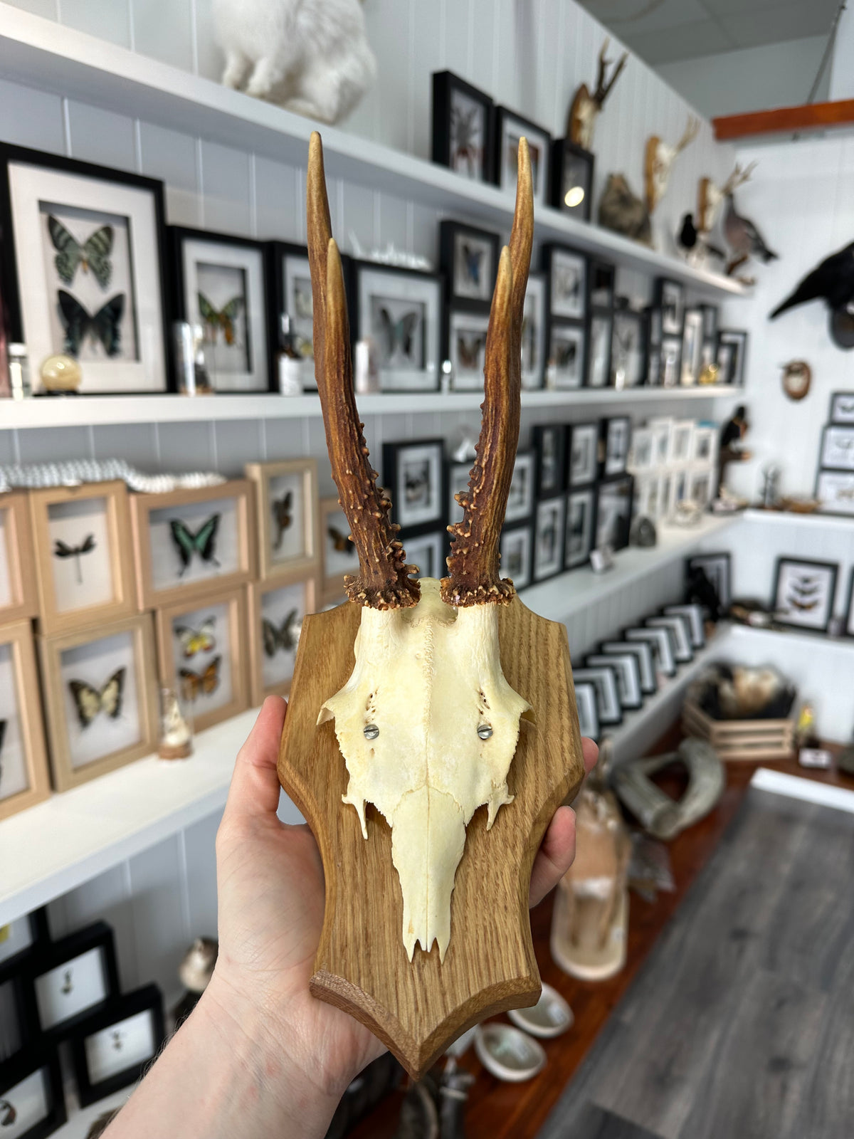 Roe Deer Skull Shield