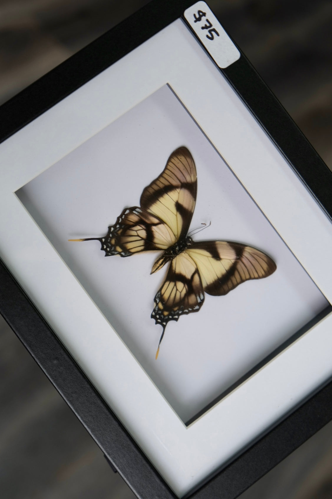 Eurytides Dolicaon Butterfly in a frame | Landscape