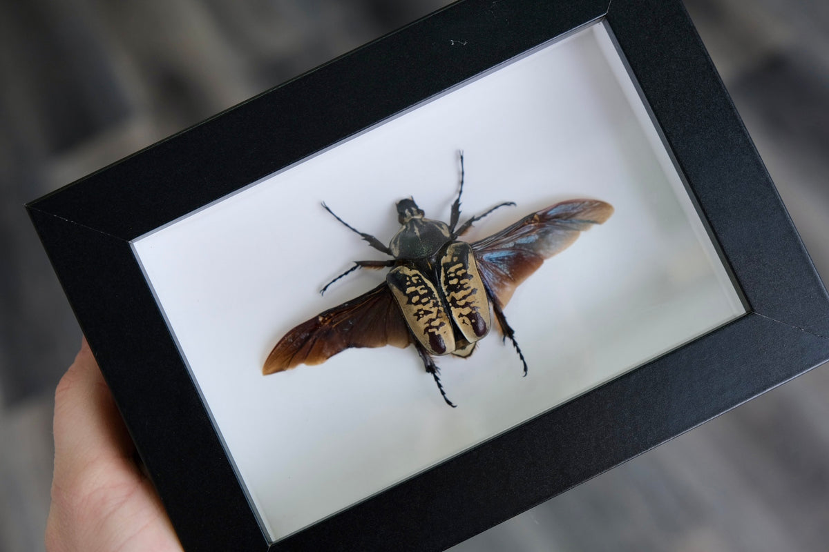 Goliath Beetle / Goliathus Albosigniatus in a frame | Female | Scratch on frame