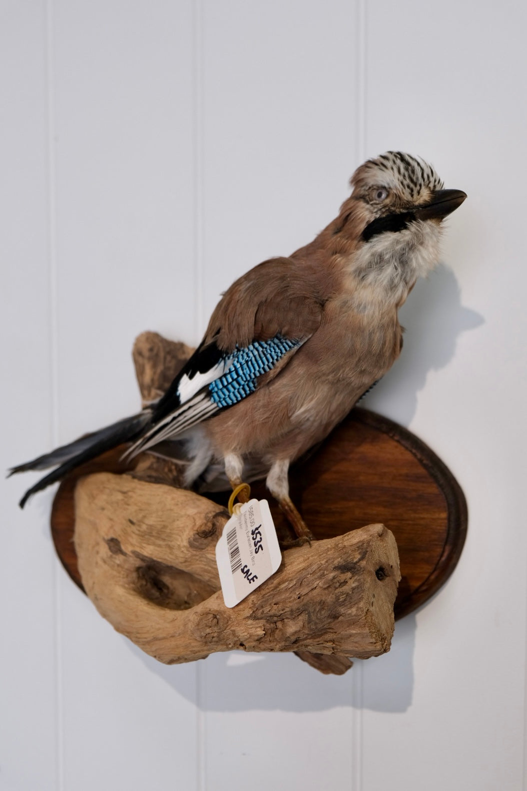 Taxidermy Eurasian Jay Bird | Wall Mounted