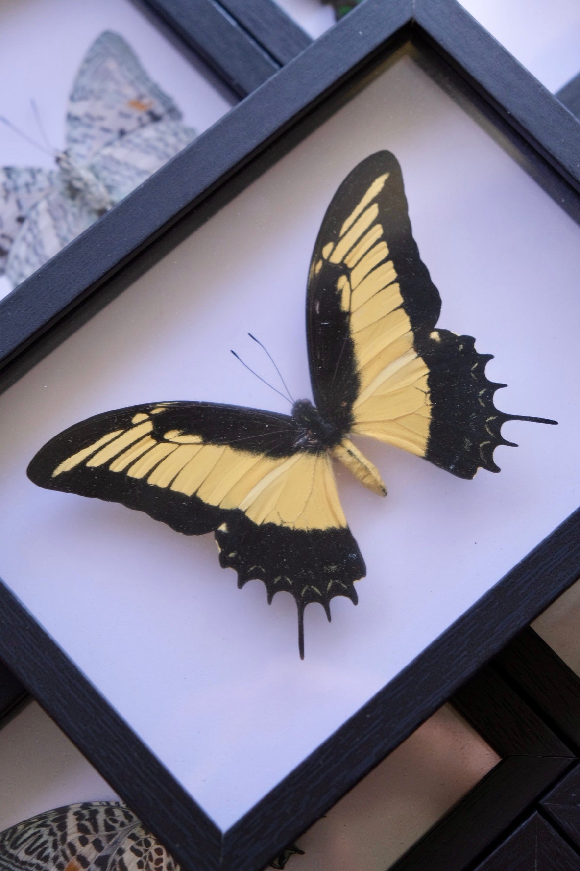 Queen Swallowtail / Papilio Androgeus in a frame